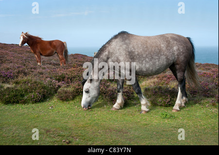 Wilde Ponys Weiden auf dem Pembrokeshire Coast National Trail in der Nähe von St Davids Kopf, Wales Stockfoto