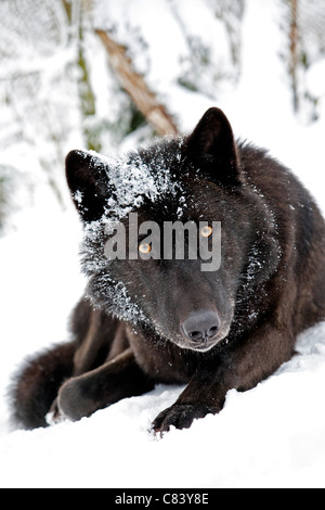 Östlichen Wolf - im Schnee liegend / Canis LYKAON Stockfoto