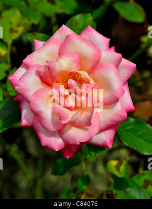 Belle-Geschichte; Bienenweide - Pink und gelb Rose Rosa - große Blüte Stockfoto