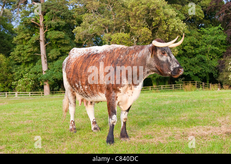 Seltene Rasse Englisch Longhorn Kuh mit malerischem Hintergrund Stockfoto