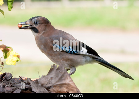 Jay mit Nahrung in Rechnung und Blätter im Vordergrund Stockfoto