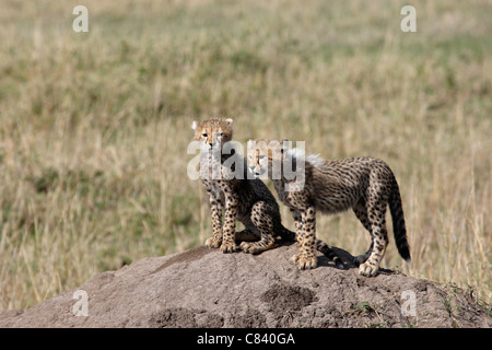 Cheetah - zwei jungen / Acinonyx Jubatus Stockfoto