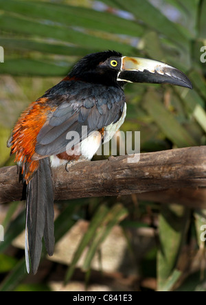 Aracari mit Halsballen (Pteroglossus torquatus). Erwachsener auf einem Zweig. Guatemala Stockfoto