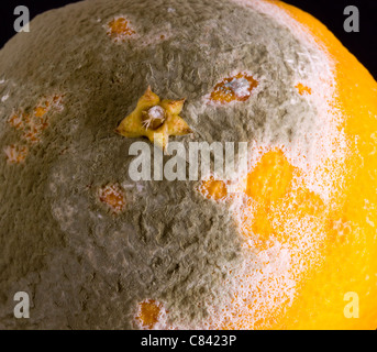 Verschimmelte Puder auf der Seite eine Orange in Makro Stockfoto
