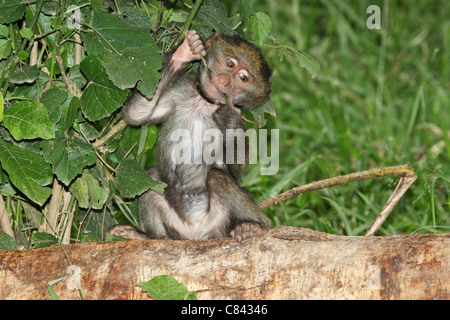 Chacma Pavian - Cub /Papio ursinus Stockfoto