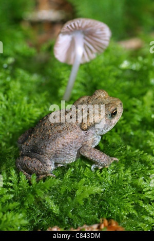 jungen gemeinsamen Kröte / Bufo Bufo Stockfoto