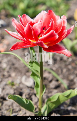 Rote Tulpen, Tulipa Stockfoto