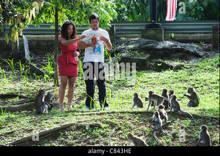 Makaken in Lake Gardens, Kuala Lumpur, Malaysia, Südost-Asien Stockfoto