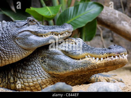 zwei amerikanische Krokodile / Alligator Mississippiensis Stockfoto