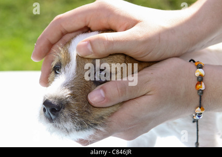 Jack Russell Terrier Hund - Überprüfung Augen eines Welpen Stockfoto