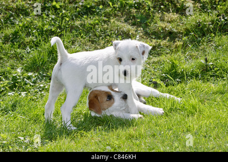 Jack Russell Terrier Hund - zwei Welpen auf Wiese Stockfoto