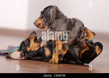 Kurzhaar-Dackel - zwei Welpen - spielen Stockfoto