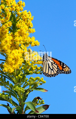 Ein Monarchfalter Danaus Plexippus, mit Flügeln am Meer Goldrute Solidago Sempervirens Fütterung. Lavalette, NJ, USA Stockfoto