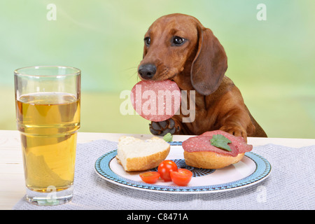 schlechte Gewohnheit - Kurzhaar-Dackel Hund Wurst vom Tisch zu stehlen Stockfoto