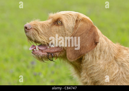 Drahthaar Magyar Vizsla Hund - Porträt Stockfoto