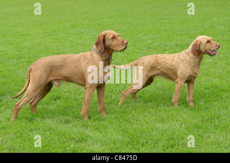 zwei Drahthaar Magyar Vizsla Hunde - stehend auf Wiese Stockfoto