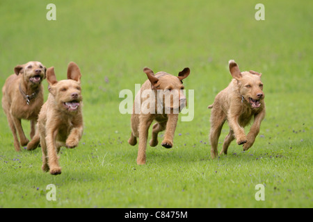 zwei Drahthaar Magyar Vizsla Hunde - laufen auf Wiese Stockfoto