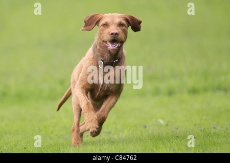 Drahthaar Magyar Vizsla Hund - läuft auf Wiese Stockfoto