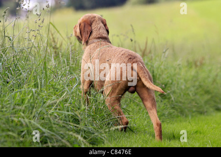 Drahthaar Magyar Vizsla-Dog - Stand auf der Wiese Stockfoto