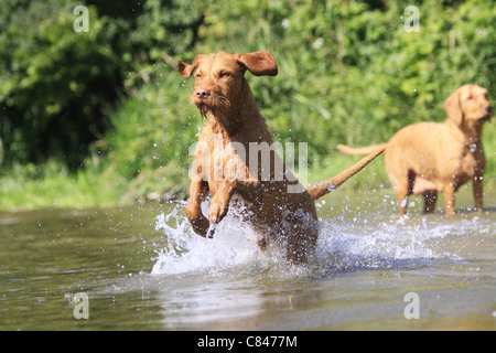 Drahthaar Magyar Vizsla Hund - laufen im Schnee Stockfoto