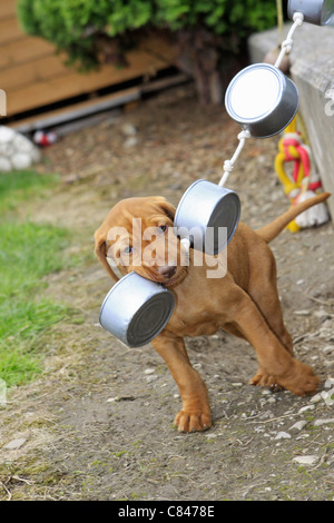 Drahthaar Magyar Vizsla - Welpe - spielen Stockfoto