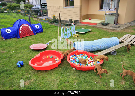 Drahthaar Magyar Vizsla Hunde - Welpen - spielen Stockfoto