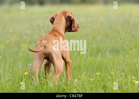 Magyar Vizsla - Welpe, stehend auf Wiese Stockfoto