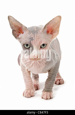 Spyhnx Katze - Kätzchen stehen - Ausschneiden Stockfoto
