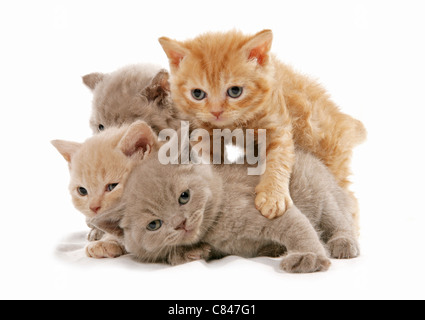 Selkirk Rex Katze - vier Kätzchen - Spiel Stockfoto