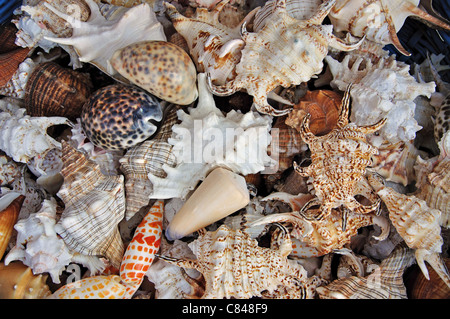 Auswahl von Muscheln außerhalb Shop, Old Town, Peníscola, Costa del Azahar, Provinz Castellón, Valencia, Spanien Stockfoto