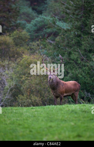 Rothirsch Hirsch, Cervus Elaphus, im Killarney National Park, Kerry, Irland, während der diesjährigen Brunftzeit. Stockfoto