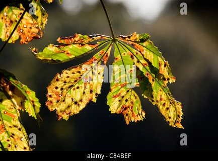 Eine Rosskastanie Blatt im Herbst Stockfoto