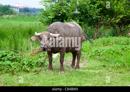 Inländische asiatische Wasserbüffel auf einer Weide im Südosten Chinas. Stockfoto