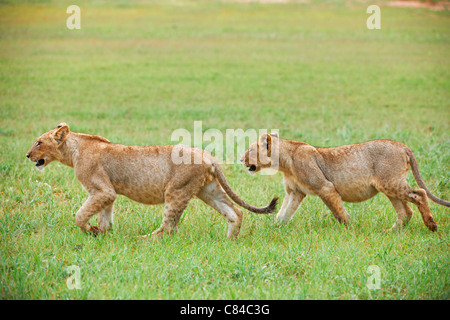 zwei Löwenbabys, Panthera Leo, Kgalagadi Transfrontier Park, Südafrika, Afrika Stockfoto