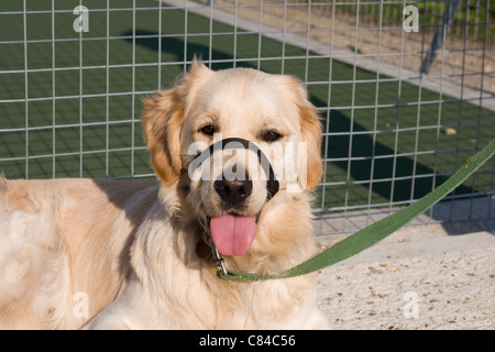 Buster, Yorkbeach Sandstrahler, Hunde für die behinderte golden Retriever-Welpe im Training in Sozialisation Stadium Halti tragen Stockfoto