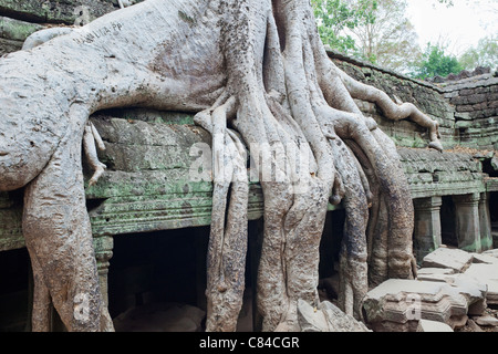 Kambodscha, Siem Reap, Angkor, Ta Prohm Tempel Stockfoto