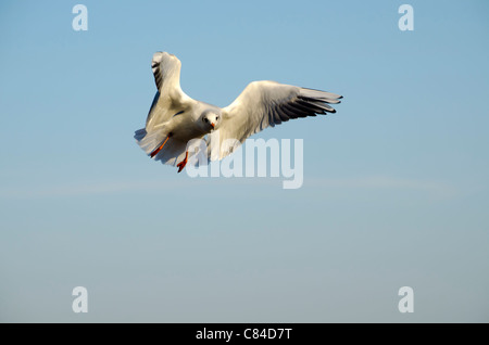 Möwen fliegen an einem Sommertag Stockfoto