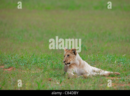 Löwenjunges, Panthera Leo, Kgalagadi Transfrontier Park, Südafrika, Afrika Stockfoto