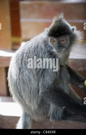 Silver Leaf Languren Affen, Labuk Bay Proboscis Monkey Sanctuary, Sabah, Borneo, Malaysia Stockfoto