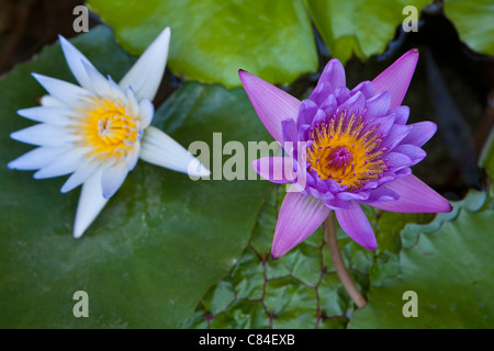 zwei Wasser Lilien, weiße und violette Stockfoto