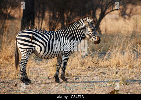 Ebenen Zebra oder Burchell Zebra, Equus Quagga, South Luangwa Nationalpark, Sambia, Afrika Stockfoto