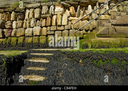 Meeresmauer mit Algen bei Ebbe Whitby Harbour bedeckt North Yorkshire England Vereinigtes Königreich GB Großbritannien Stockfoto