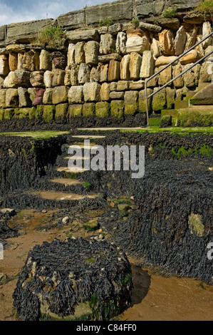 Meeresmauer mit Algen bei Ebbe Whitby Harbour bedeckt North Yorkshire England Vereinigtes Königreich GB Großbritannien Stockfoto