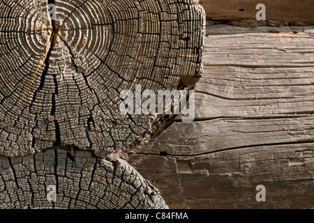 Alte Protokolle geknackt von Alter in der Wand des Fachwerkhauses. Rostigen Nagel in einem Riss. Der Schwerpunkt liegt auf den Gesichtern der Protokolle. Stockfoto