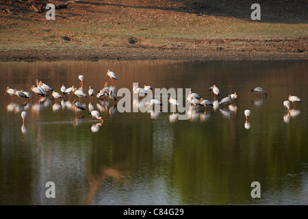 Gelb-billed Storch Mycteria Ibis, South Luangwa Nationalpark, Sambia, Afrika Stockfoto