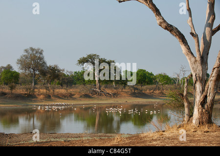 Gelb-billed Storch Mycteria Ibis, South Luangwa Nationalpark, Sambia, Afrika Stockfoto