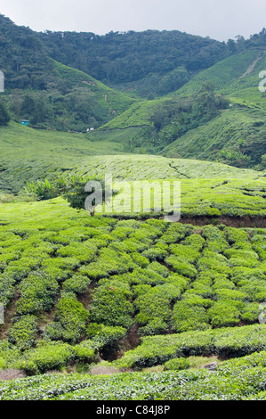 Teeplantage, BOH Sungai Palas Teeplantage, Cameron Highlands, Bundesstaat Perak, Malaysia Stockfoto