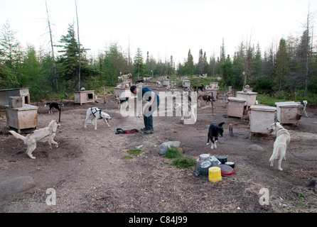 Ein Hundeschlitten Musher und Trainer mit seinen Hunden in einem FreiluftZwinger im Sommer, in der Nähe der Hudson Bay Stadt Churchill, Manitoba, Kanada. Stockfoto