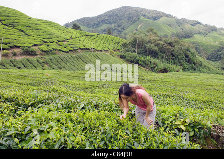 Teeplantage, BOH Sungai Palas Teeplantage, Cameron Highlands, Bundesstaat Perak, Malaysia (MR) Stockfoto