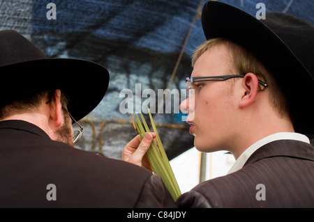 Religiösen jüdischer Mann inspiziert eine Lulaw wie befohlen in Leviticus 23:40, kurz vor dem Feiertag Sukkot. Jerusalem, Israel. 01.11.20 Stockfoto